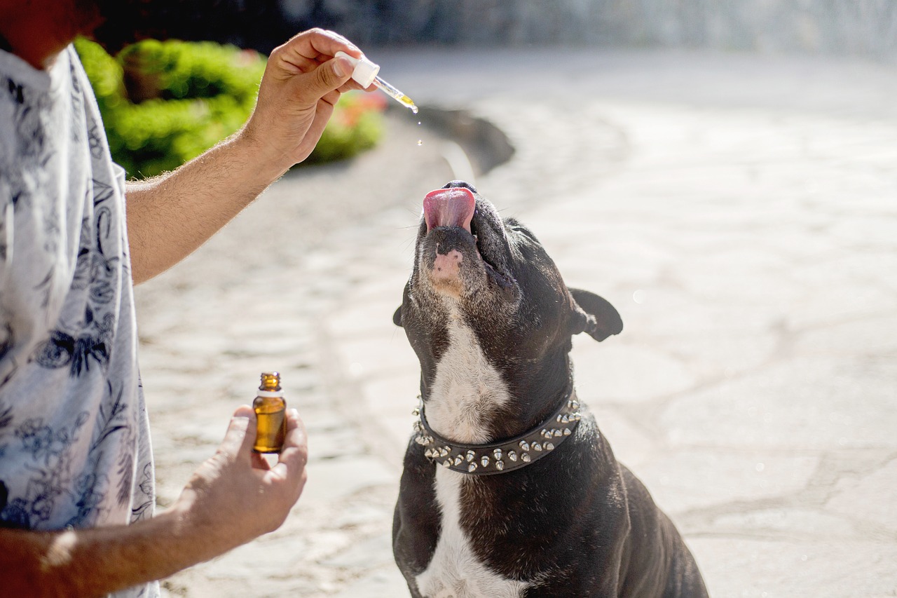 Effects of CBD to disappear anxiety disorders in dogs